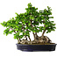 Carpinus coreana, 49 cm, ± 30 years old
