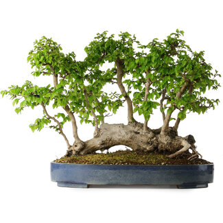 Carpinus coreana, 42 cm, ± 30 jaar oud