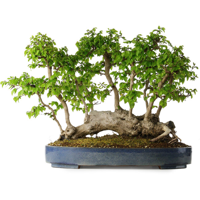 Carpinus coreana, 42 cm, ± 30 Jahre alt