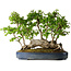 Carpinus coreana, 42 cm, ± 30 Jahre alt