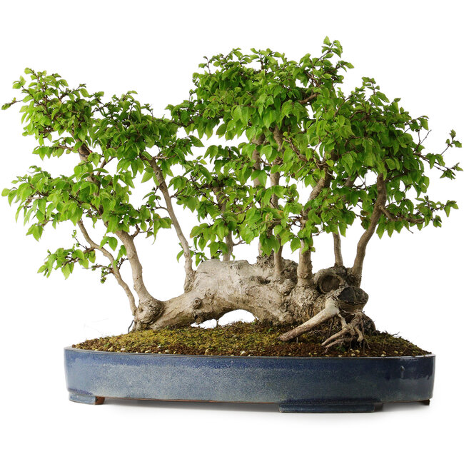 Carpinus coreana, 42 cm, ± 30 jaar oud