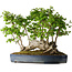 Carpinus coreana, 42 cm, ± 30 years old