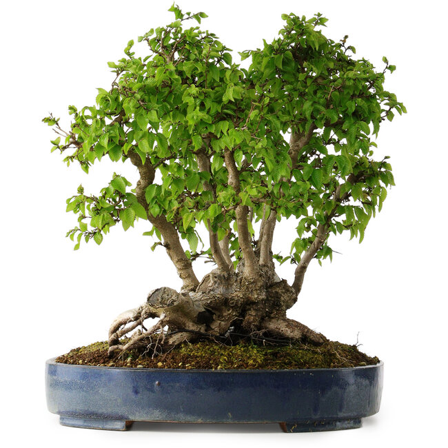 Carpinus coreana, 42 cm, ± 30 Jahre alt