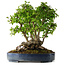 Carpinus coreana, 42 cm, ± 30 years old