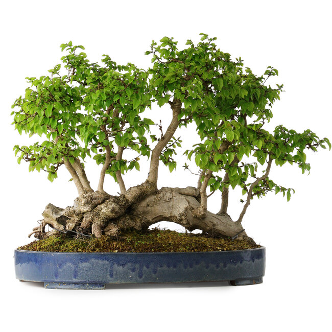 Carpinus coreana, 42 cm, ± 30 jaar oud