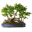 Carpinus coreana, 42 cm, ± 30 Jahre alt