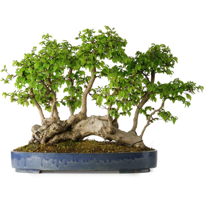 Carpinus coreana, 42 cm, ± 30 anni