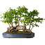 Carpinus coreana, 42 cm, ± 30 anni