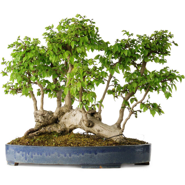 Carpinus coreana, 42 cm, ± 30 ans