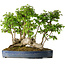 Carpinus coreana, 42 cm, ± 30 Jahre alt