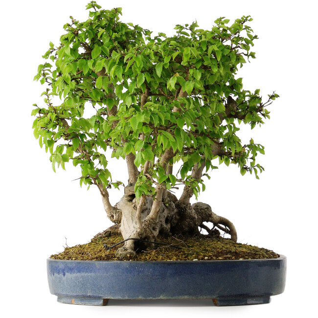 Carpinus coreana, 42 cm, ± 30 años