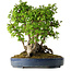 Carpinus coreana, 42 cm, ± 30 Jahre alt