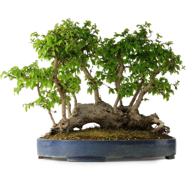 Carpinus coreana, 42 cm, ± 30 ans
