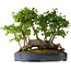 Carpinus coreana, 42 cm, ± 30 years old