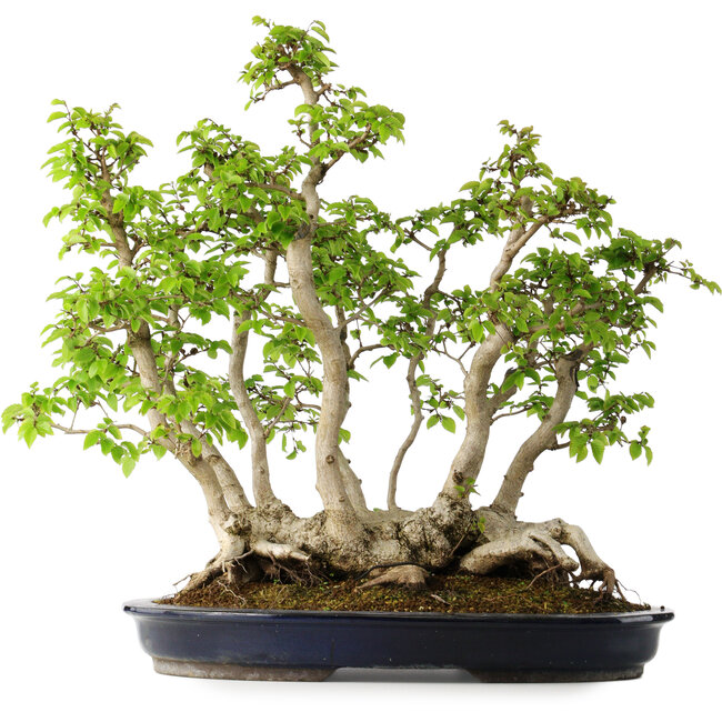 Carpinus coreana, 55 cm, ± 30 years old