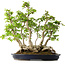 Carpinus coreana, 55 cm, ± 30 anni