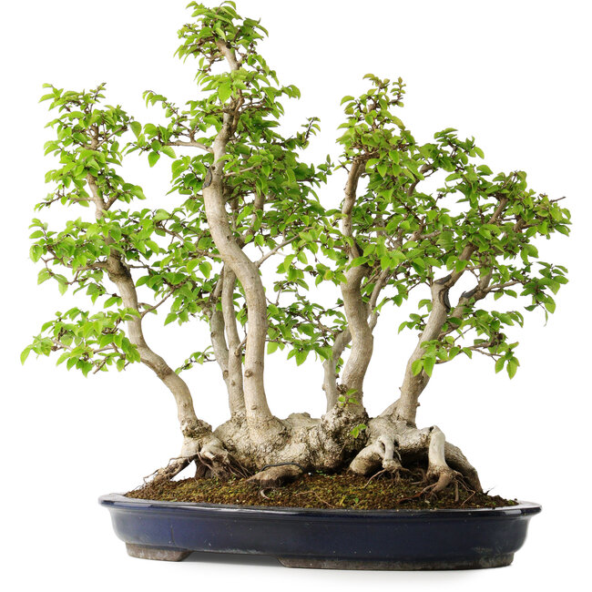 Carpinus coreana, 55 cm, ± 30 anni