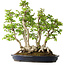 Carpinus coreana, 55 cm, ± 30 ans