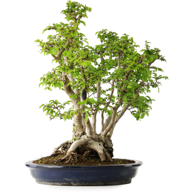 Carpinus coreana, 55 cm, ± 30 anni