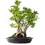 Carpinus coreana, 55 cm, ± 30 anni