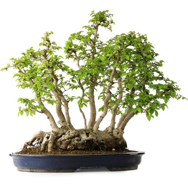 Carpinus coreana, 55 cm, ± 30 jaar oud