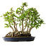 Carpinus coreana, 55 cm, ± 30 años