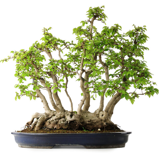 Carpinus coreana, 55 cm, ± 30 ans