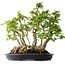 Carpinus coreana, 55 cm, ± 30 anni
