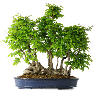Carpinus coreana, 55 cm, ± 30 jaar oud