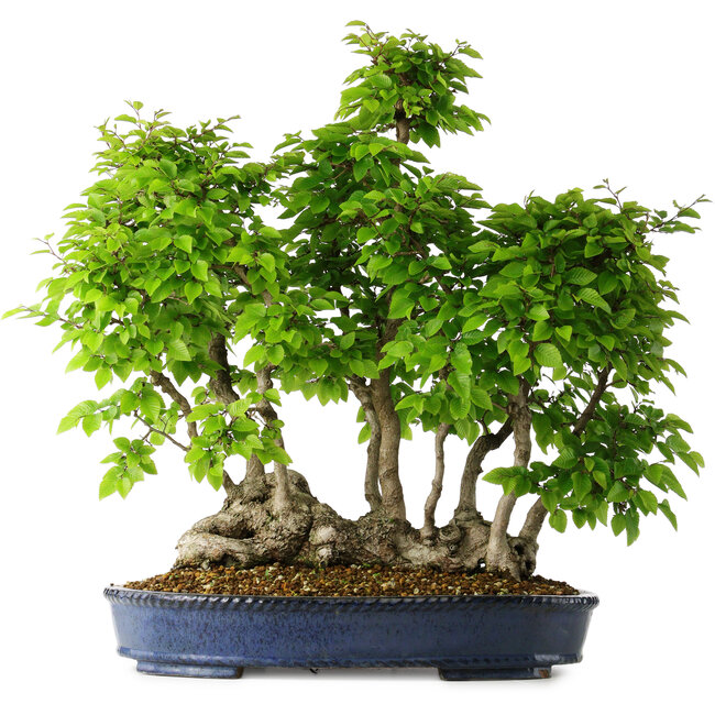 Carpinus coreana, 55 cm, ± 30 Jahre alt