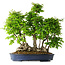 Carpinus coreana, 55 cm, ± 30 Jahre alt