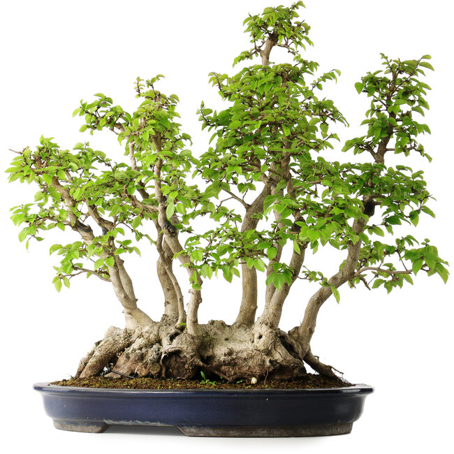 Carpinus coreana, 55 cm, ± 30 años