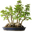 Carpinus coreana, 55 cm, ± 30 anni