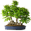 Carpinus coreana, 55 cm, ± 30 Jahre alt