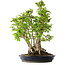 Carpinus coreana, 55 cm, ± 30 anni