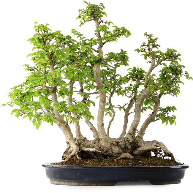 Carpinus coreana, 55 cm, ± 30 ans