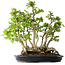 Carpinus coreana, 55 cm, ± 30 anni