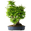 Carpinus coreana, 55 cm, ± 30 Jahre alt