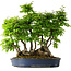 Carpinus coreana, 55 cm, ± 30 Jahre alt
