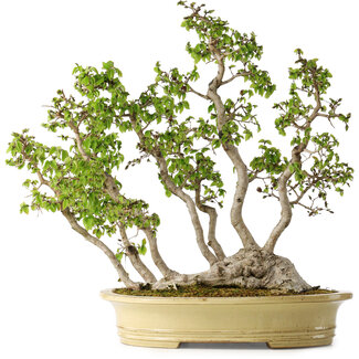 Carpinus coreana, 51 cm, ± 30 jaar oud