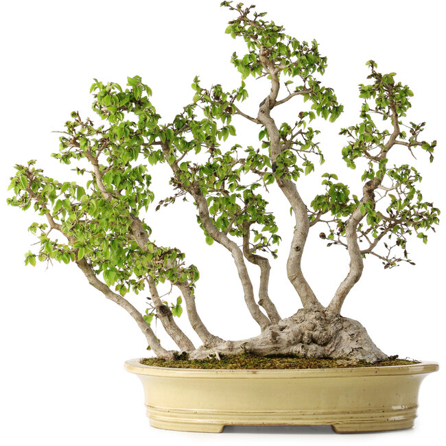 Carpinus coreana, 51 cm, ± 30 Jahre alt