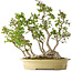 Carpinus coreana, 51 cm, ± 30 Jahre alt