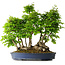 Carpinus coreana, 55 cm, ± 30 Jahre alt