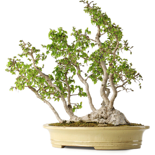 Carpinus coreana, 51 cm, ± 30 Jahre alt