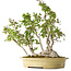 Carpinus coreana, 51 cm, ± 30 years old