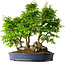Carpinus coreana, 55 cm, ± 30 anni