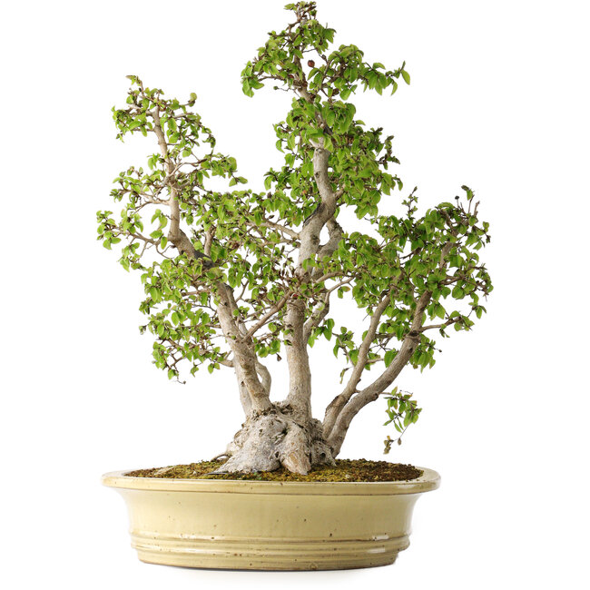 Carpinus coreana, 51 cm, ± 30 Jahre alt