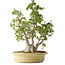 Carpinus coreana, 51 cm, ± 30 Jahre alt