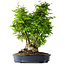 Carpinus coreana, 55 cm, ± 30 Jahre alt