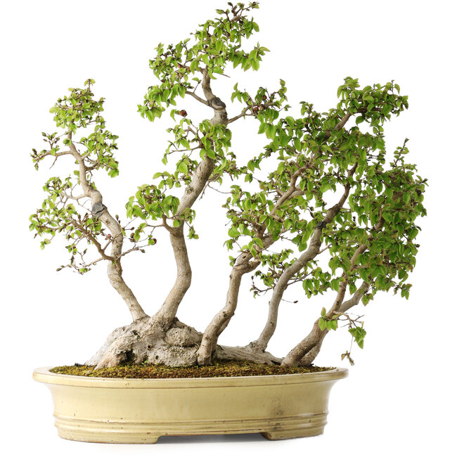 Carpinus coreana, 51 cm, ± 30 jaar oud